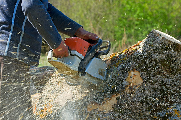 Emergency Storm Tree Removal in Santa Clara, UT